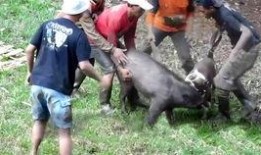 猪吃蜜瓜视频在线观看免费